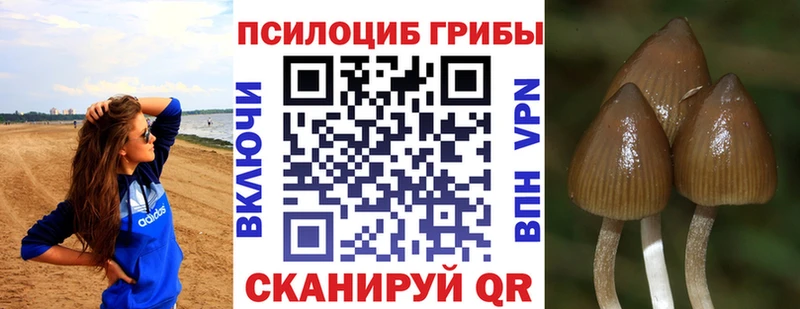 купить наркоту  Бердск  ОМГ ОМГ ссылка  Галлюциногенные грибы мицелий 